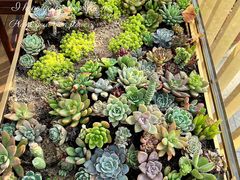 -云溪植物园