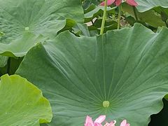 -稻香村鱼庄