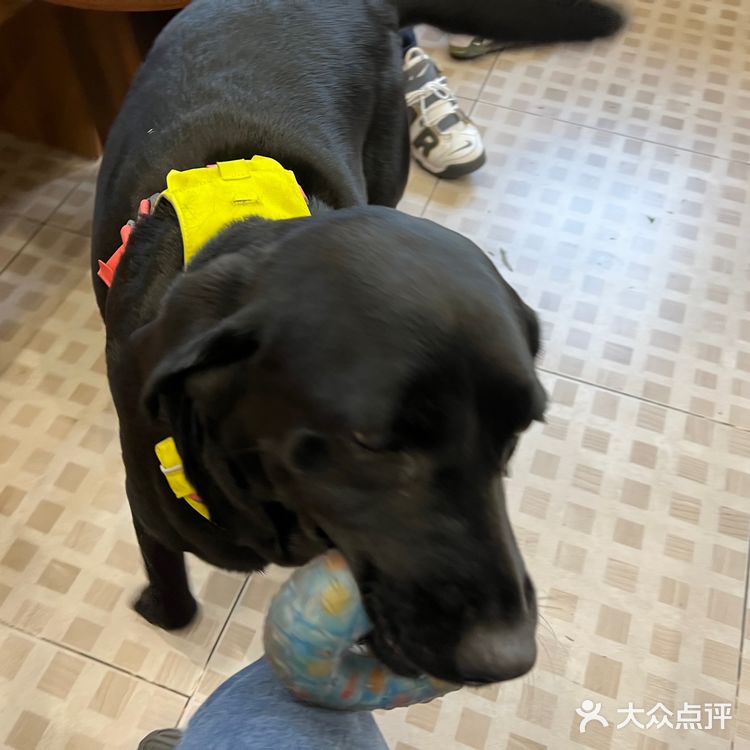 圣诞🎄咸摩卡与萌宠🐶Vicky等你来撩