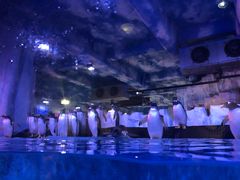 -芜湖新华联大白鲸海洋公园