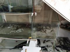 水产区-苗家恒灵酸汤鱼-跳水牛肉连锁店(凯里总店)