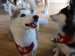 -Husky Go! 哈士奇体验馆·宠物咖啡厅狗咖