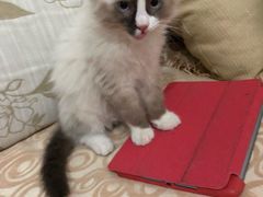 -喵zoo家庭繁育猫舍(尖东智能花园店)