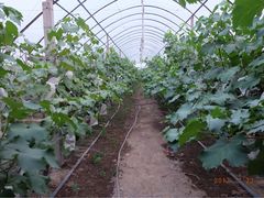 -马陆小张葡萄园农家乐