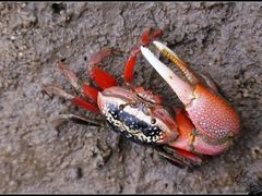 -北海金海湾红树林生态旅游区