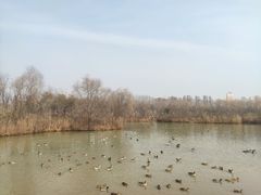 -西安浐灞国家湿地公园