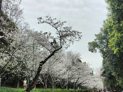 -武汉大学-樱园