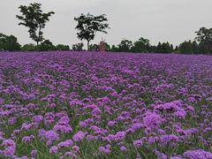 -同里国家湿地公园