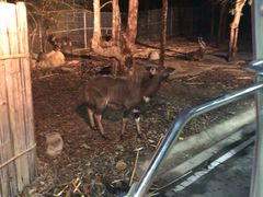 -清迈夜间动物园