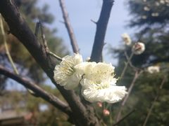 -西安青龙寺遗址景区
