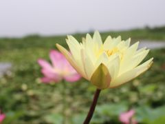 -白洋淀景区