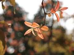 -中国科学院华南植物园