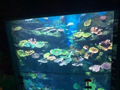 -暹罗海洋世界