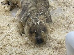 -怪兽屋·羊驼·猫咖·狗咖(俊华广场店)