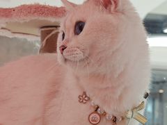-三花喵·撸猫购宠·宠物生活馆(虹桥南丰城店)