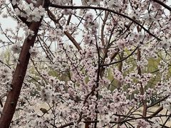 -桃花堤公园