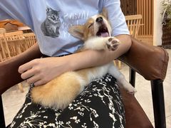 -柴犬小屋·柴餐厅·狗咖食堂(金鼎广场店)