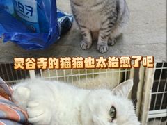 -灵谷景区
