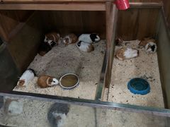 -上海大自然野生昆虫馆(东方明珠·爬宠昆虫探索中心)