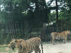 -上海野生动物园老虎餐厅