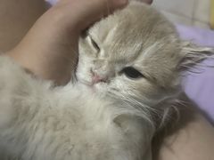 -宠爱国际动物医院·消化内科·心肾内科·ISFM猫友好(望京店)