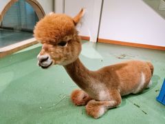 -藦茜花园宠物主题亲子互动体验馆(国顺东路店)