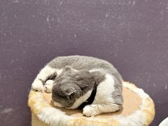 -藏猫猫咖啡主题馆(中央大道店)