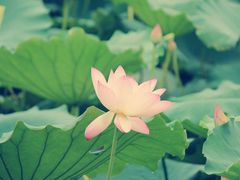 IMG_3245-荷香居(洞企石路店)