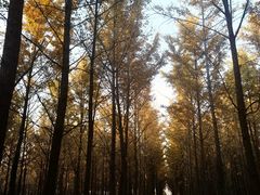 -汉景帝阳陵博物院