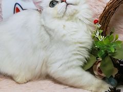 -十年猫舍·猫咪专门店(普陀店)