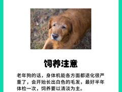 -北京京卫宠物寄养训练中心