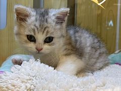 -momokira米努特·德文卷毛猫·棉花面纱犬