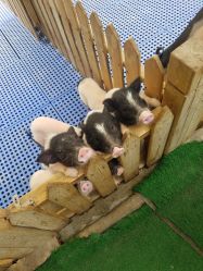 -萌宠亲子动物乐园(槐房万达店)