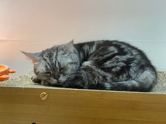 -有猫主题·治愈系猫咖(曾厝垵店)