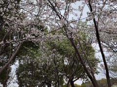 -高东镇樱花园
