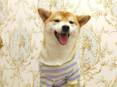 -怪兽屋·羊驼·猫咖·狗咖(俊华广场店)