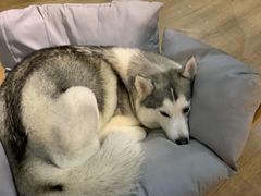 -Husky Go! 哈士奇体验馆·宠物咖啡厅狗咖