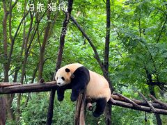 -成都大熊猫繁育研究基地