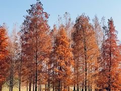 -上海海湾国家森林公园