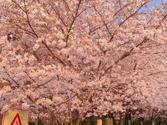 -高东镇樱花园