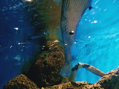 -锦艺城海洋馆