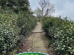 -东山风景区(洞庭东山)