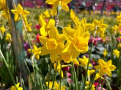 -大宁郁金香公园-停车场