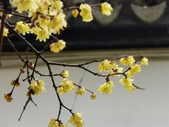 -上海醉白池公园