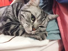 -猫咪博物馆(顶澳仔猫街店)