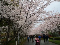 -高东镇樱花园