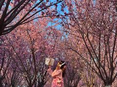 -梦之蓝青奥体育公园体育馆
