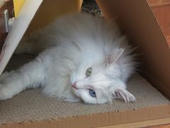 -有猫主题·治愈系猫咖(曾厝垵店)