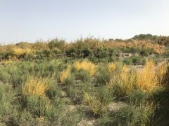 -金塔沙漠胡杨林景区