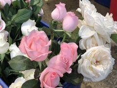 -循礼门鲜花花市(武汉循礼门店)